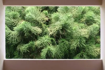 Pine Tree