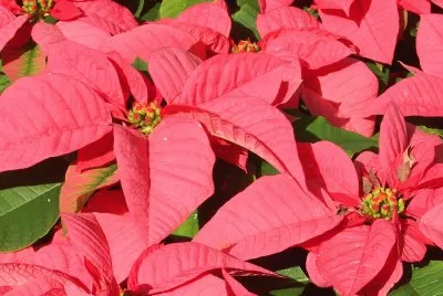 Pointsettia