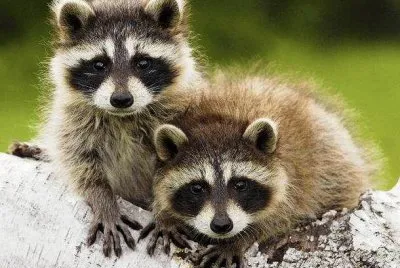 bandidos