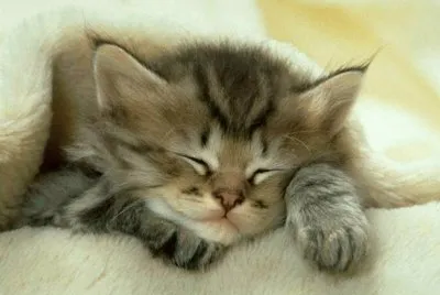 chat qui dort