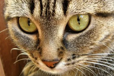regard de chat