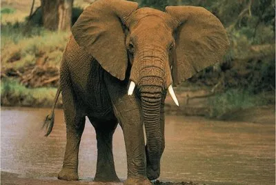 ElÃ©phant