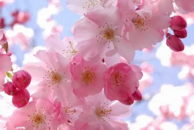 printemps-1