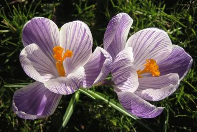 crocus