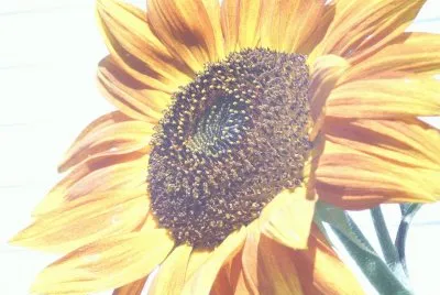 tournesol