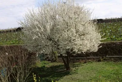 Prunus du jardin