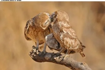 chouettes
