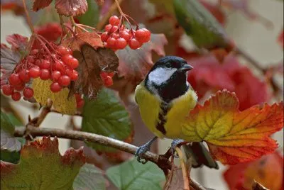 oiseau en automne