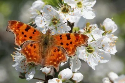 papillon-1