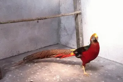 Faisão Dourado