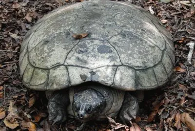 Tartaruga