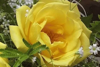 flor jigsaw puzzle