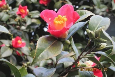 פאזל של Camelia