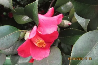 פאזל של Camelia