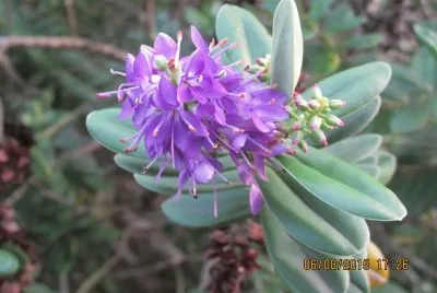 פאזל של Flor