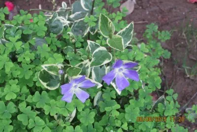 פאזל של Verde