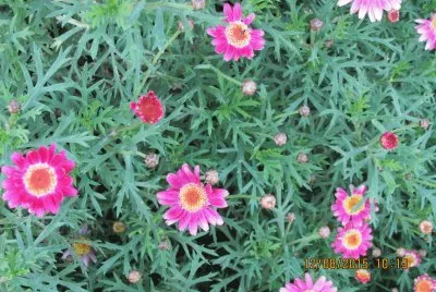 פאזל של Flores