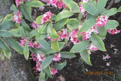 פאזל של Flores
