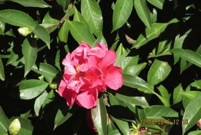 פאזל של Flor