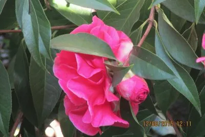 פאזל של Camelia