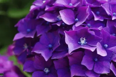 hortensia