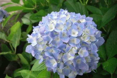 hortensia