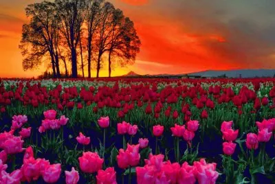 Natureza