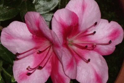 azalea