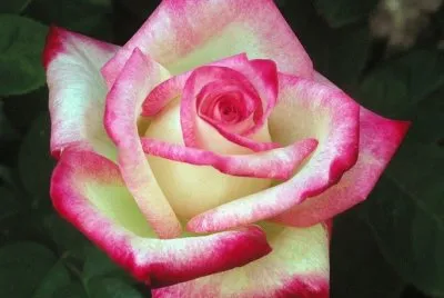 rosa1