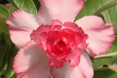 rosa 5
