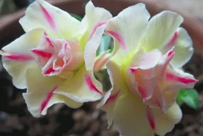 rosa 3
