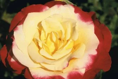 rosa 2