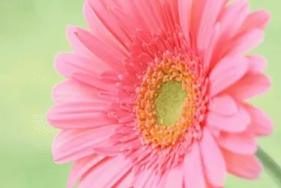 gerbera