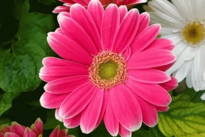 gerbera 1