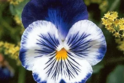 pensamiento azul