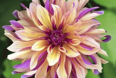 dalia