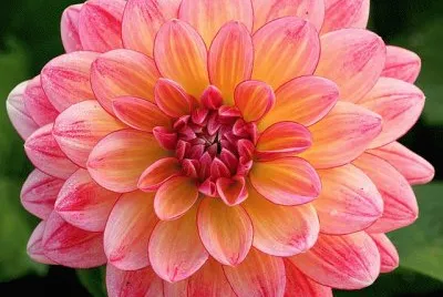 dalia1