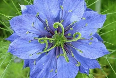estrella azul