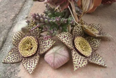 Flores
