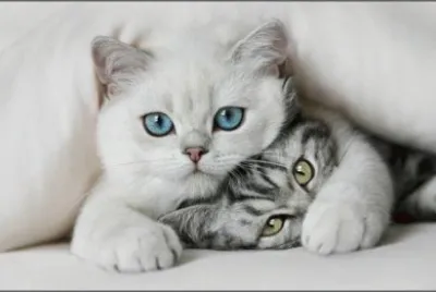 Gatitos