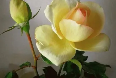 flores