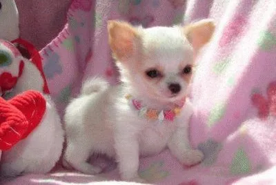 perrito
