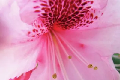 azalea