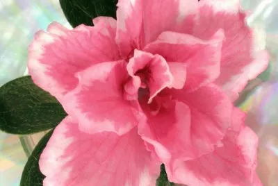 azalea 1