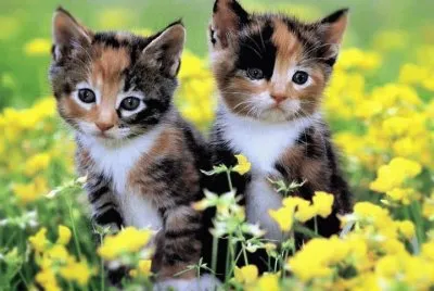 gatos