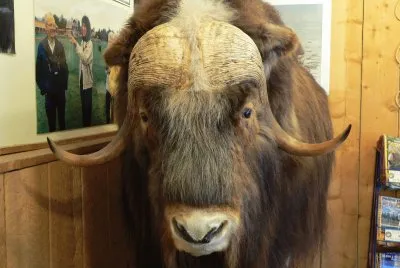 Musk Ox at Farm, Palmer, AK