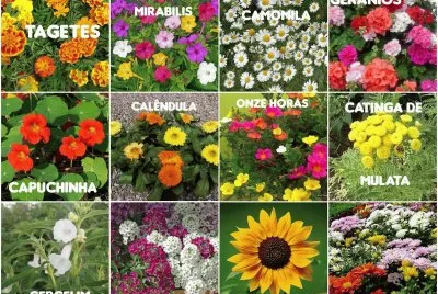Coletânea de Flores