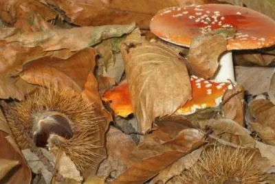 16 jigsaw puzzle