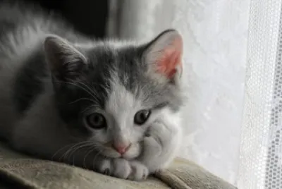 gatito
