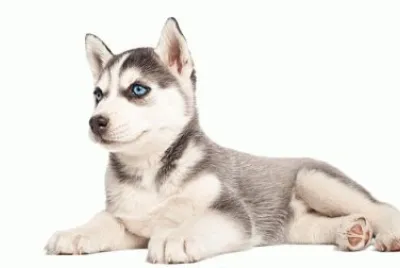 siberiano